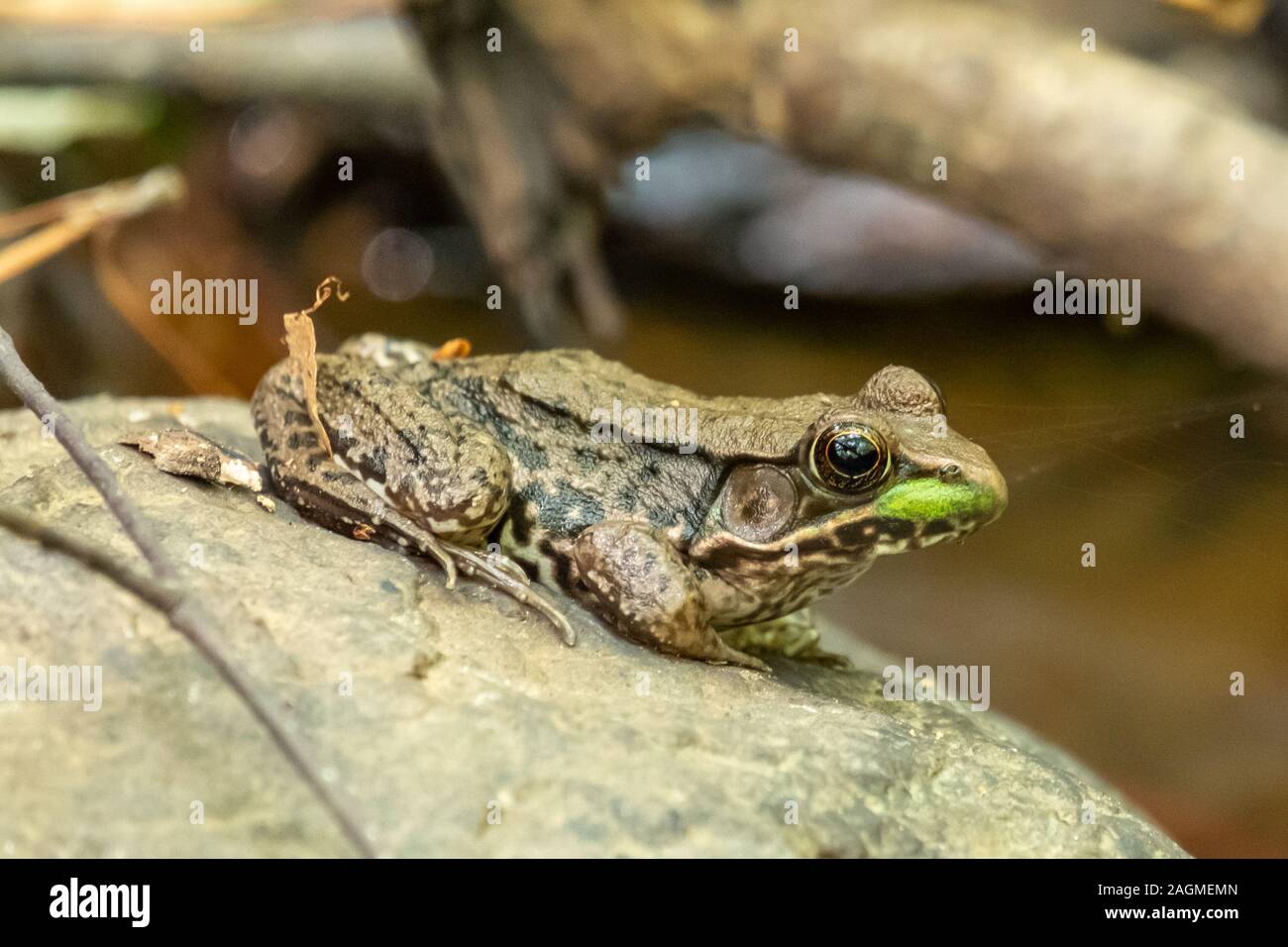 Una vista del perfil de la rana verde, la rana clamitans, sentada sobre una roca por la corriente, a Crowder Park en Apex, Carolina del Norte. Foto de stock