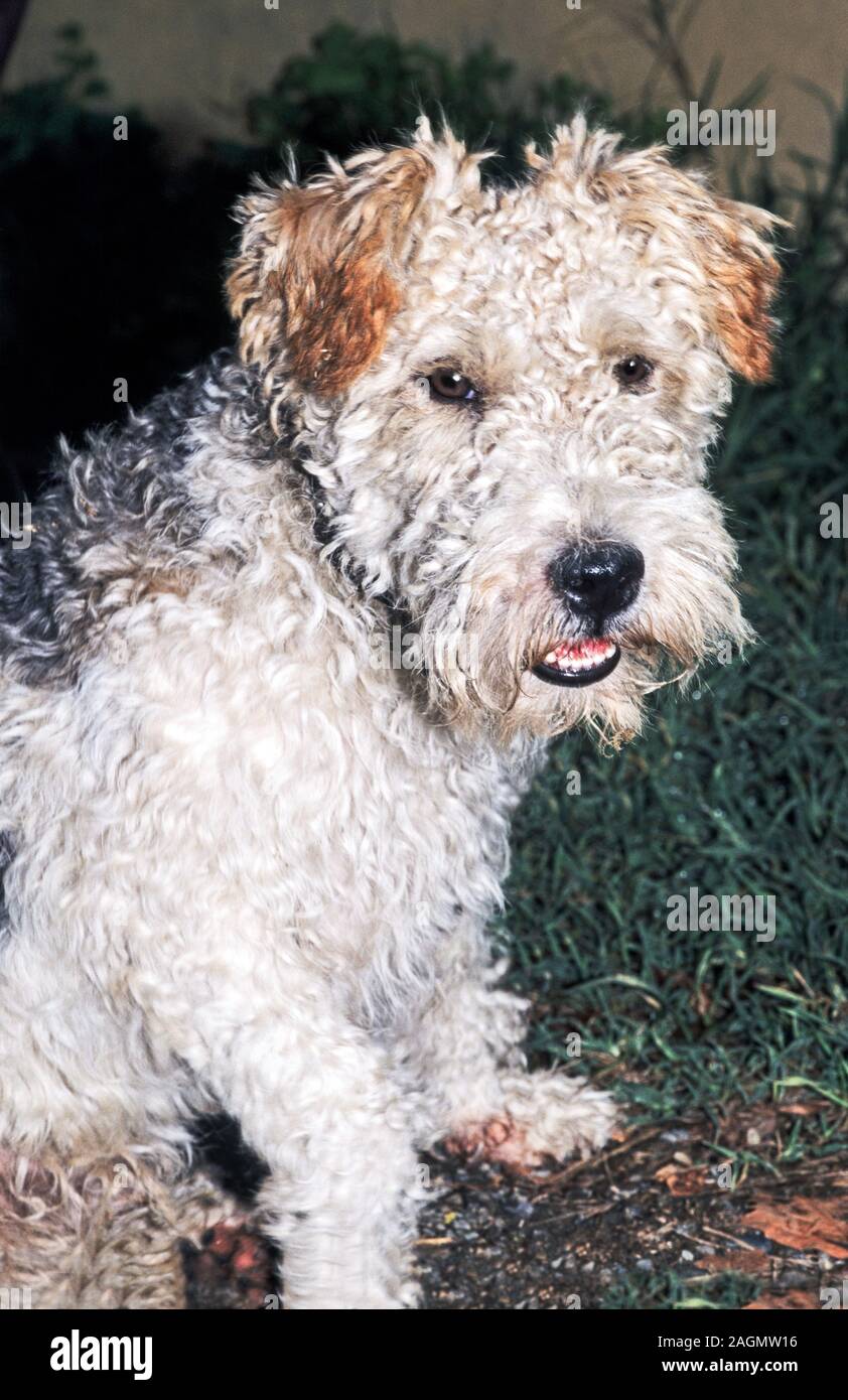 Perro. Fox Terrier. Utilizado en deportes de campo para recoger shot  aves.Al sur-oeste de Francia Fotografía de stock - Alamy