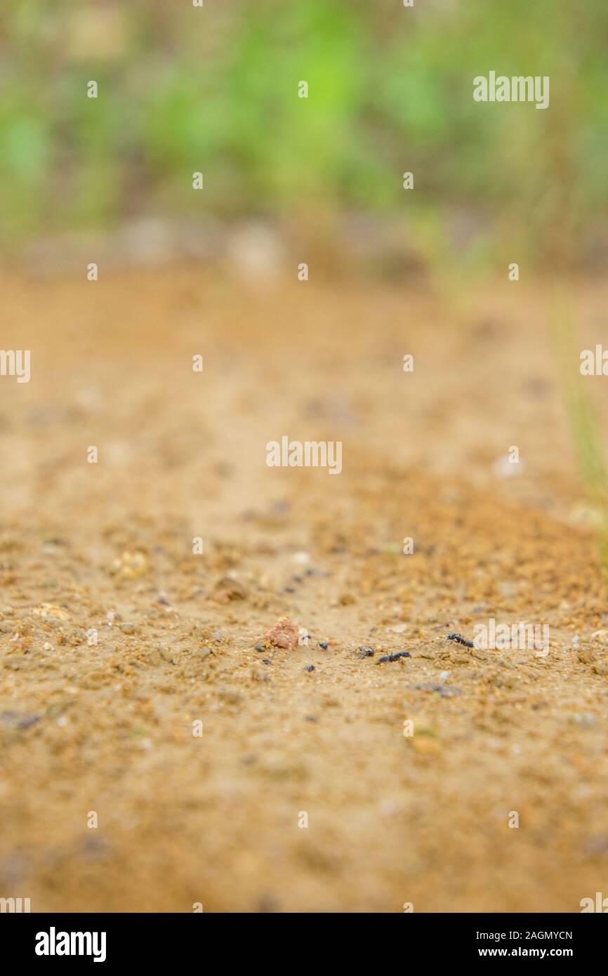 Una pequeña granja de hormigas en el medio de una pista de tierra, en Sicilia. Foto de stock