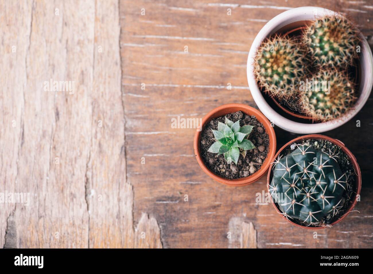 Varias plantas de cactus y suculentas en olla de barro y herramienta de jardinería sobre fondo de madera vintage desde arriba. Houseplant creciente afición y spring flower Foto de stock