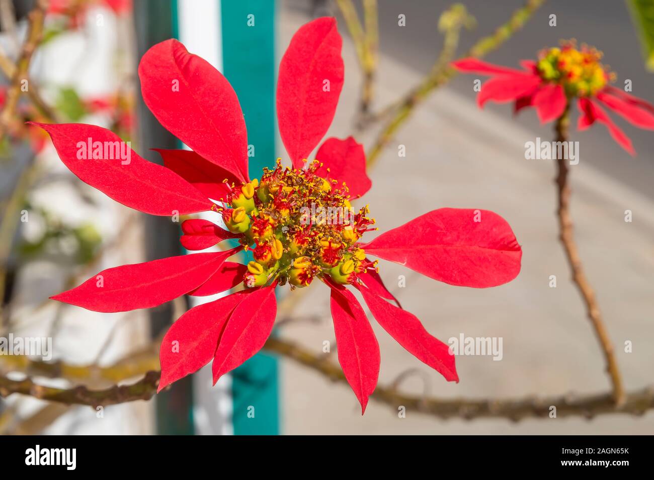 Hermosa Poinsettia roja flor, Euphorbia pulcherrima, también conocido como estrella de Navidad Foto de stock