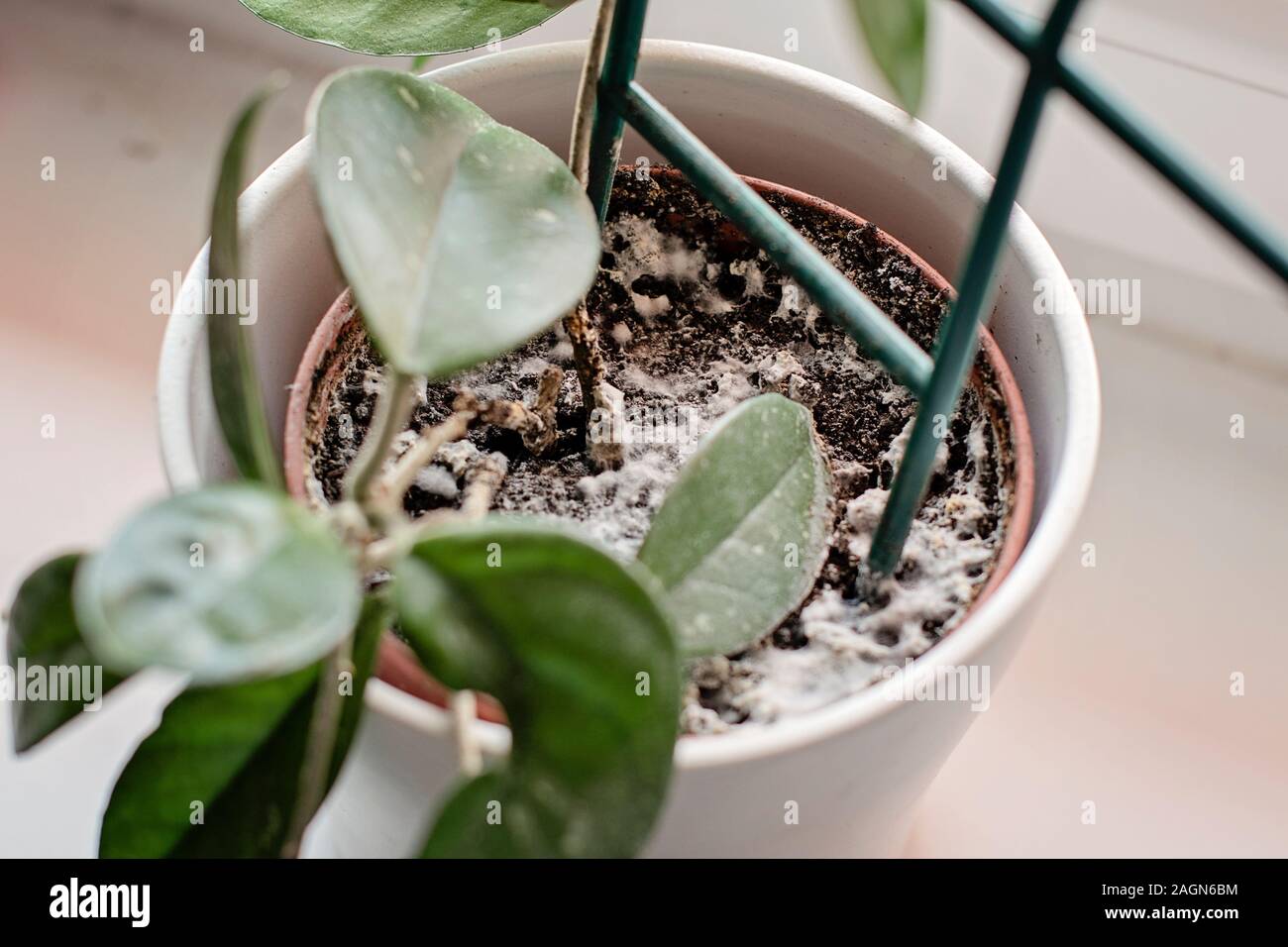 Moho creciendo en un suelo en la maceta con la planta de casa. Hoya joven planta en ambiente húmedo. Enfermedad de hongo. Foto de stock