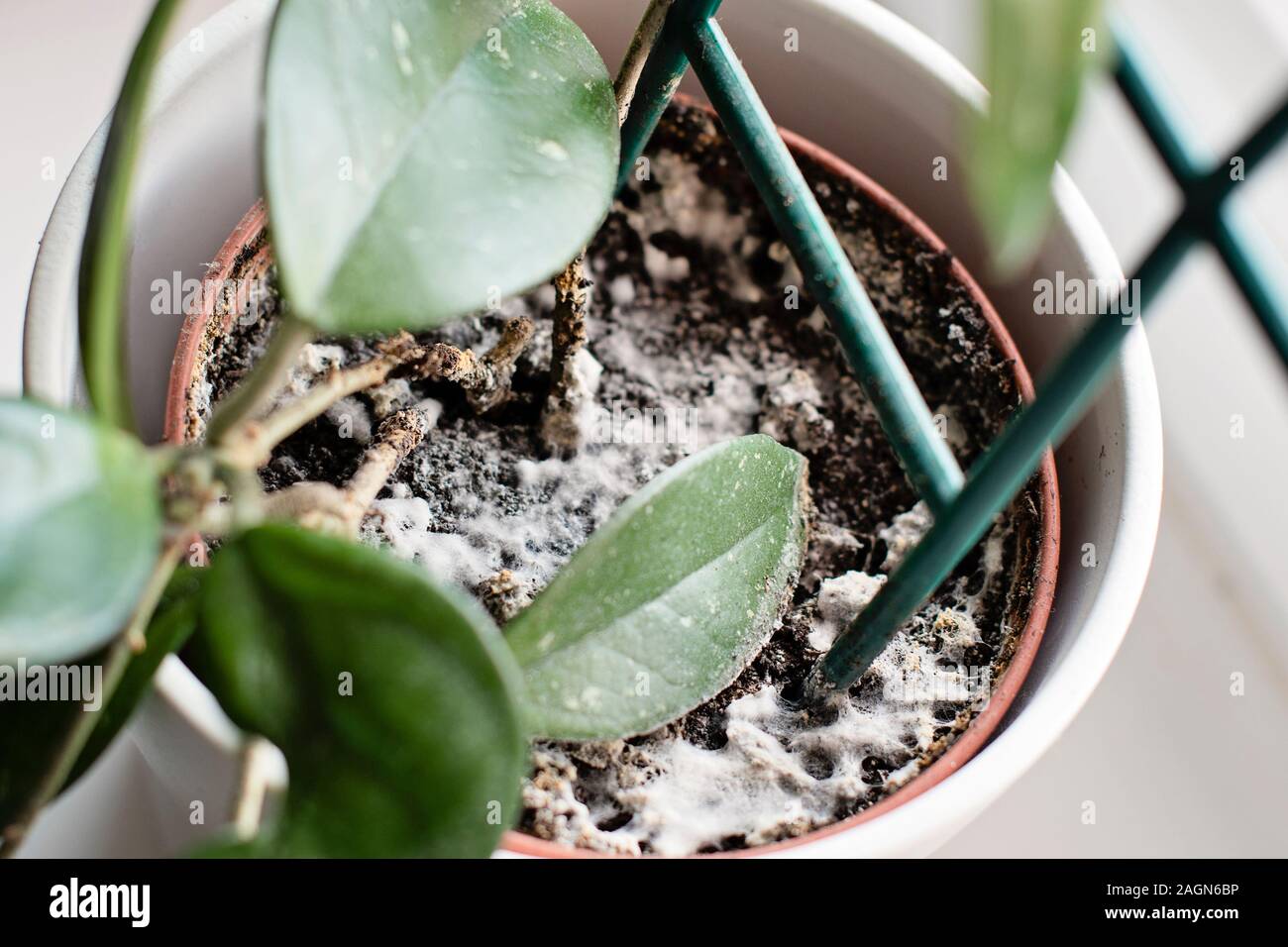 Moho creciendo en un suelo en la maceta con la planta de casa. Hoya joven planta en ambiente húmedo. Enfermedad de hongo. Foto de stock