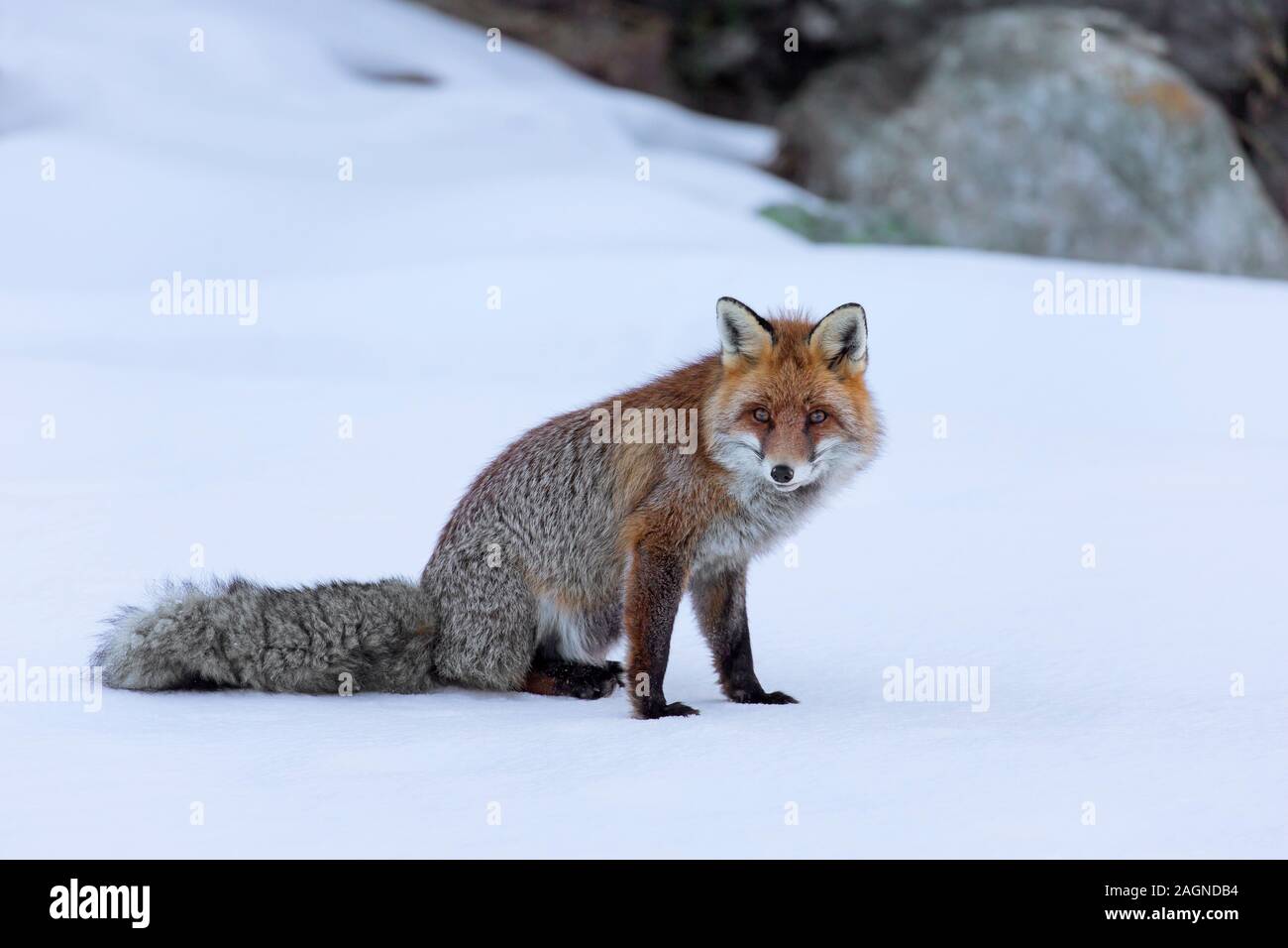 El zorro rojo (Vulpes vulpes) sentados en la nieve en invierno en las montañas Foto de stock