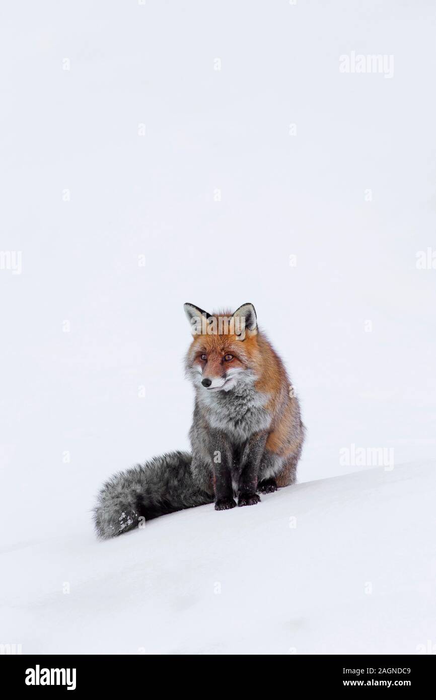 El zorro rojo (Vulpes vulpes) sentados en la nieve en invierno Foto de stock