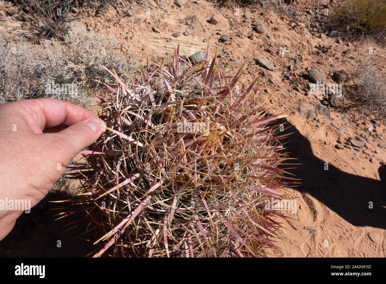 El Parque Estatal Valle del Fuego es una recreación pública y conservación de la naturaleza área de casi 46,000 acres ubicado a 16 millas al sur de Overton, Nevada. Foto de stock