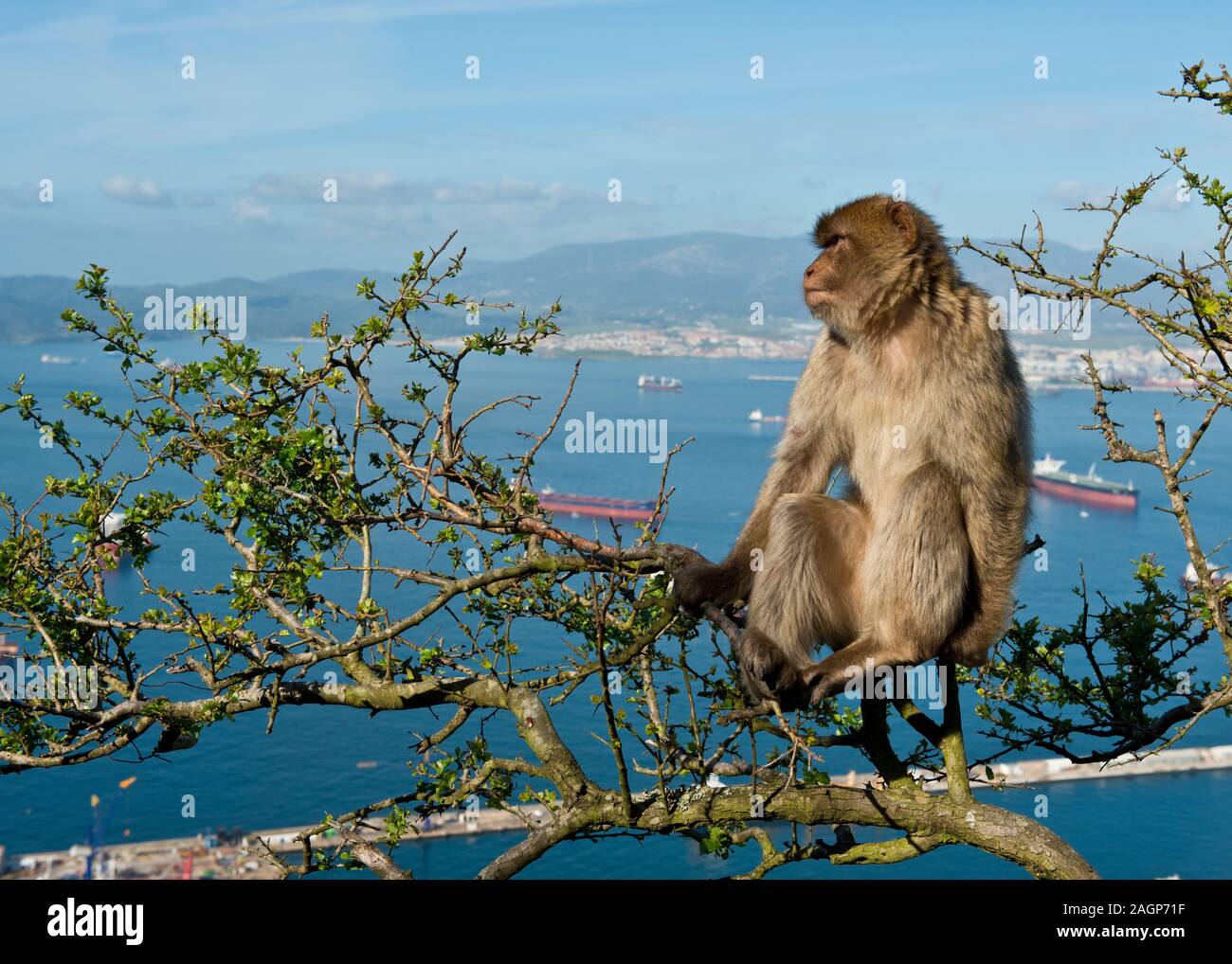 Macaco de Berbería (Macaca sylvanus) mono sobre el Peñón de Gibraltar. Bahía de Gibraltar en el fondo. Reino Unido Foto de stock