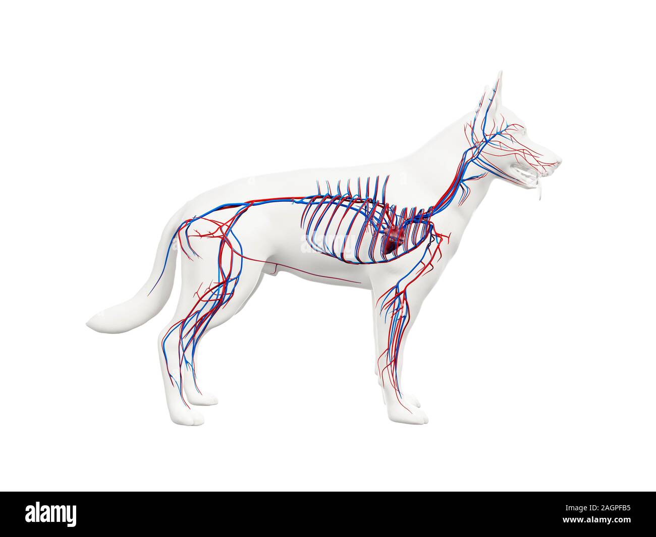 Sistema vascular del perro fotografías e imágenes de alta resolución - Alamy