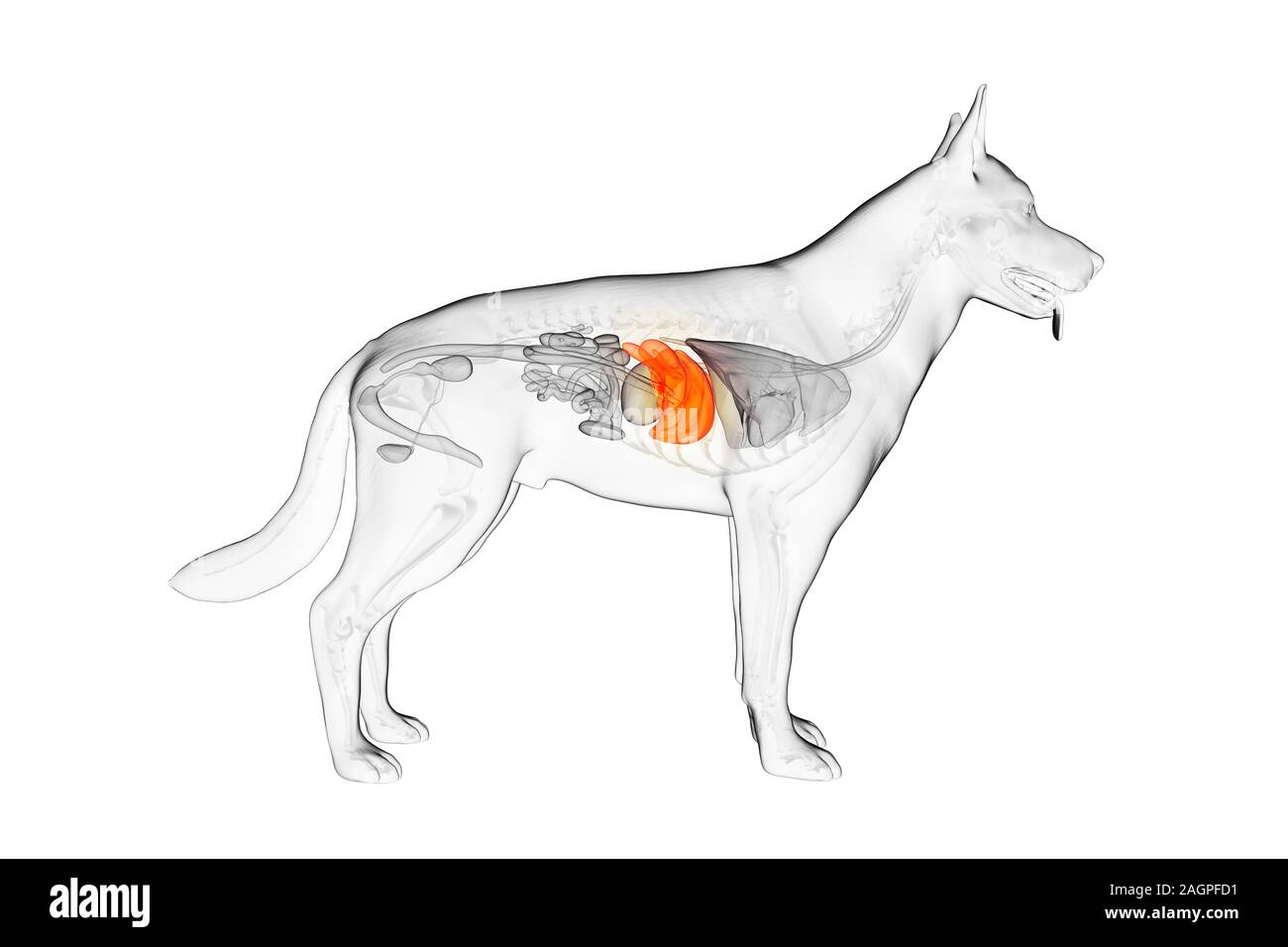 Hígado de perro, equipo de ilustración Fotografía de stock - Alamy