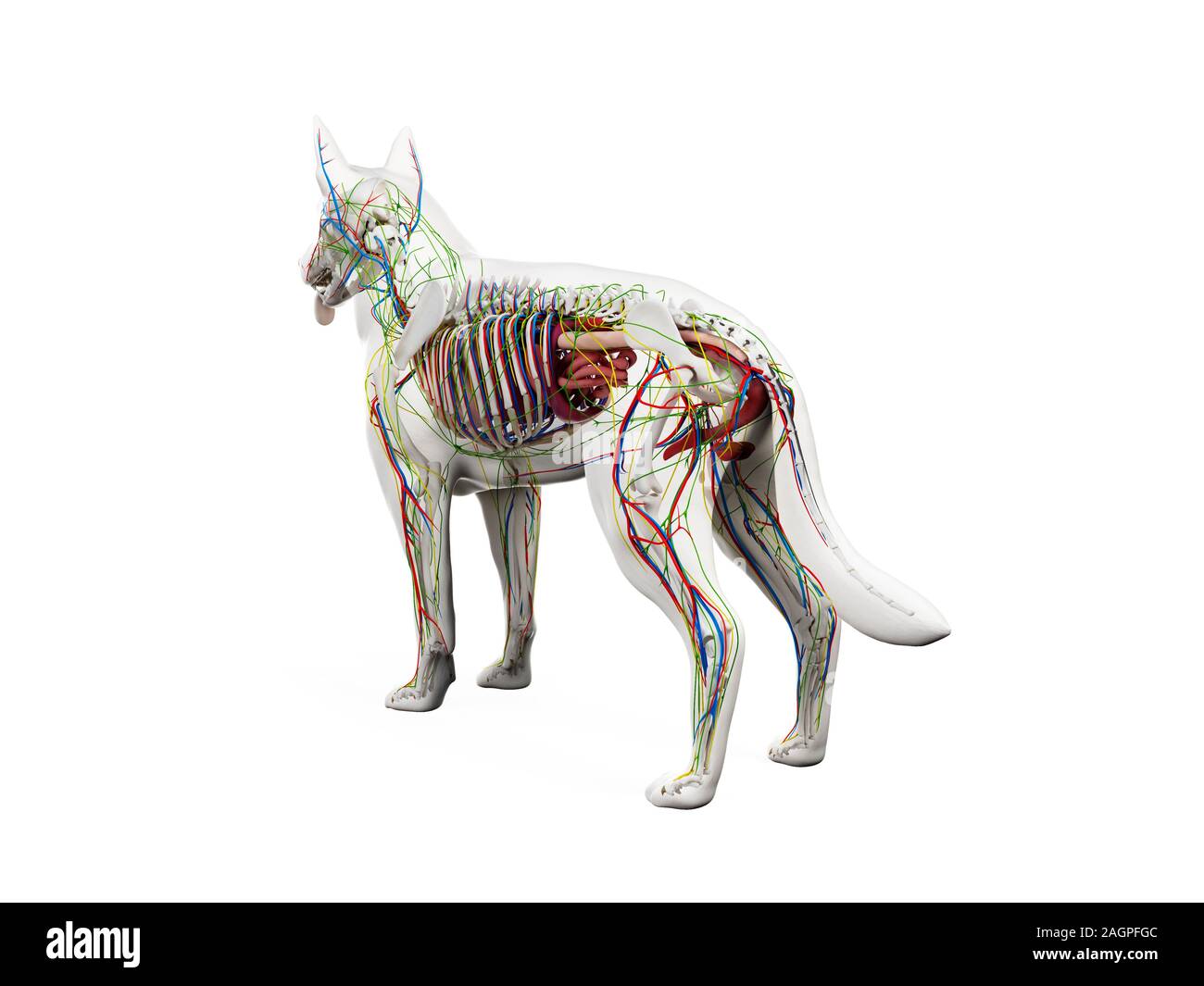 Sistema linfático del perro fotografías e imágenes de alta resolución -  Alamy