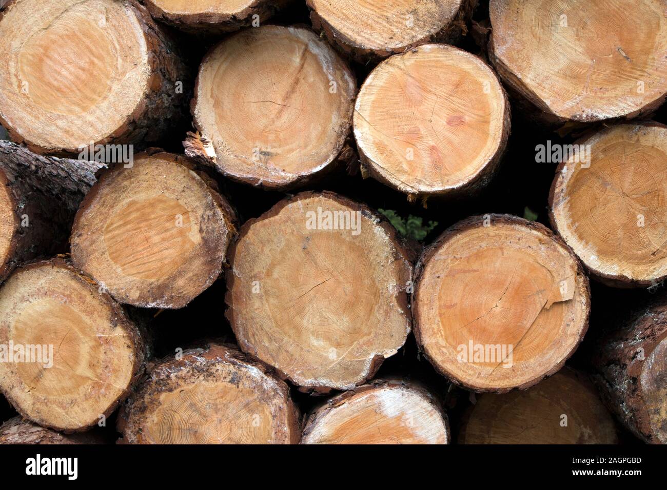 Grande pila de pino recién cortado el registro termina closeup en un bosque aserradero Foto de stock
