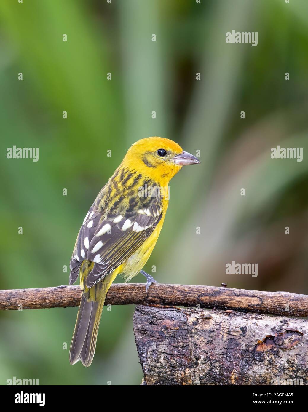 Una hembra adulta de Flame-colored tanager (Piranga bidentata) en el bosque nuboso de Costa Rica. Los machos son más que las hembras en naranja y rojo. Foto de stock