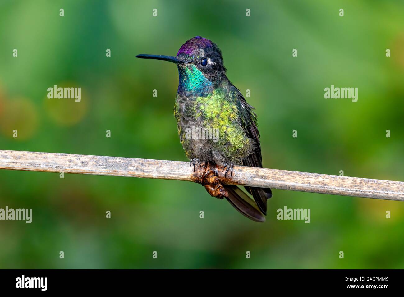 Los Talamanca hummingbird o colibrí magnífico (Eugenes spectabilis) es un colibrí grande sólo se encuentra en Costa Rica y partes de Panamá. Foto de stock