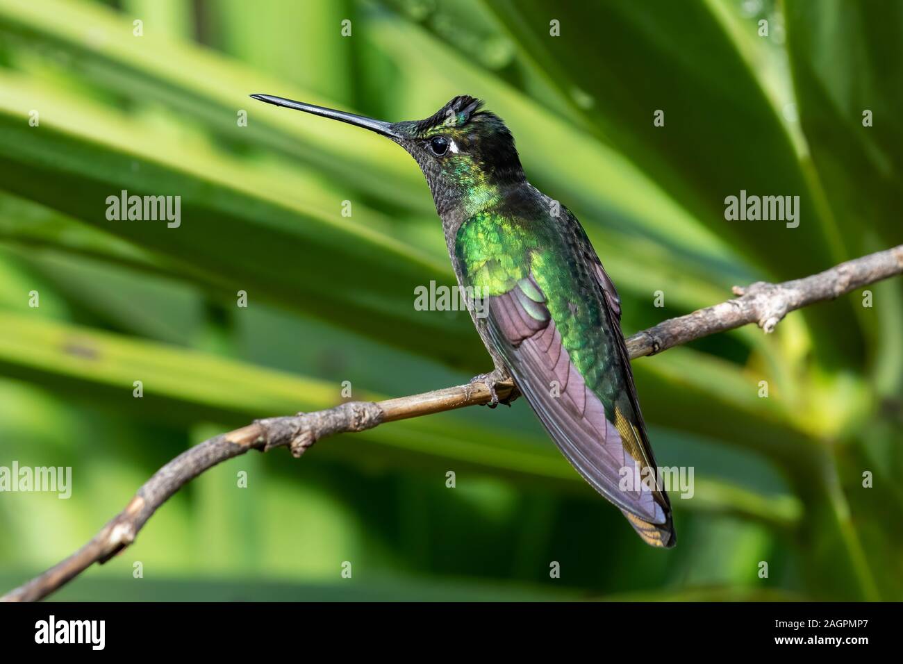 Los Talamanca hummingbird o colibrí magnífico (Eugenes spectabilis) es un colibrí grande sólo se encuentra en Costa Rica y partes de Panamá. Foto de stock