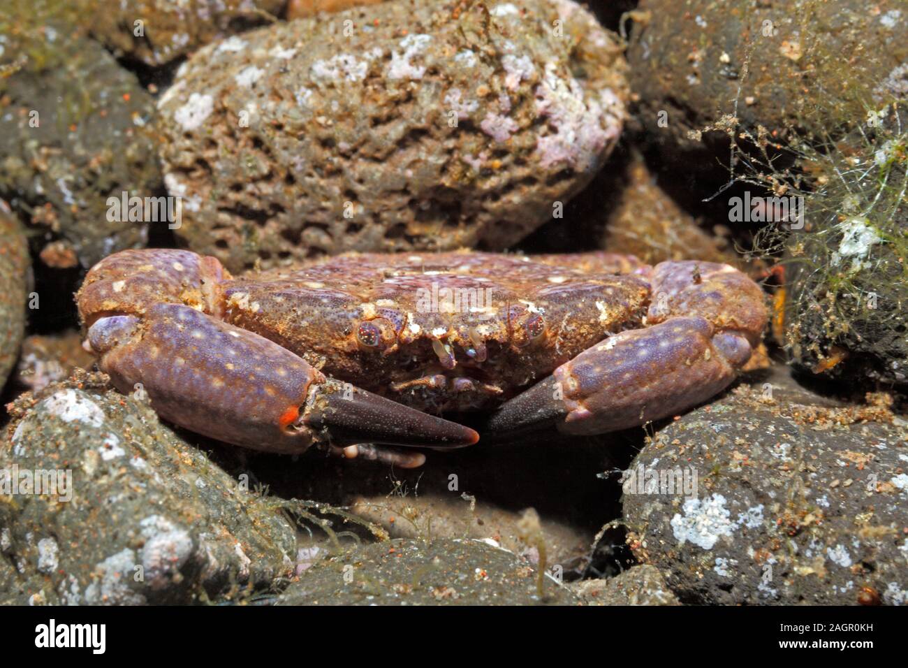 Cangrejo de arrecife, especies desconocidas. Tulamben, Bali, Indonesia. Bali, mar, océano Índico Foto de stock