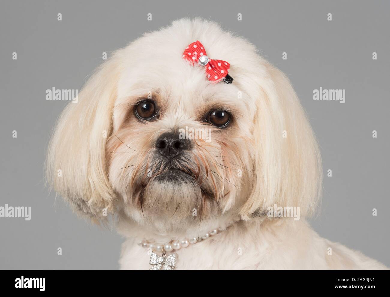Viejo Bichon Frise Fotos E Imagenes De Stock Alamy Viejo Bichon Frise Fotos E Imagenes De Stock Alamy