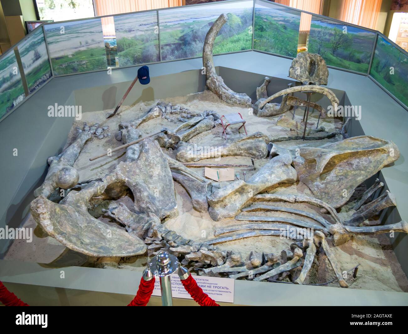 Azov, Rusia - Julio 27, 2019: la reconstrucción de la excavación del esqueleto del Mamut de estepa en el Museo Paleontológico de Azov. Foto de stock
