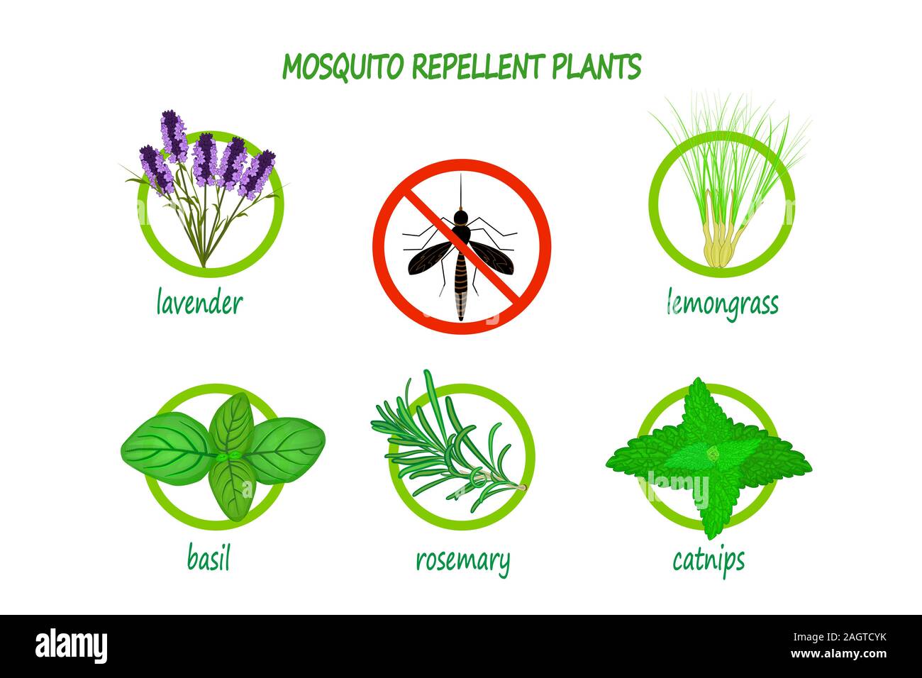 Repelente de mosquitos natural plantas infográfico aislado sobre fondo  blanco. La lavanda, Citronella, albahaca, romero y hierba gatera. Vector  Imagen Vector de stock - Alamy