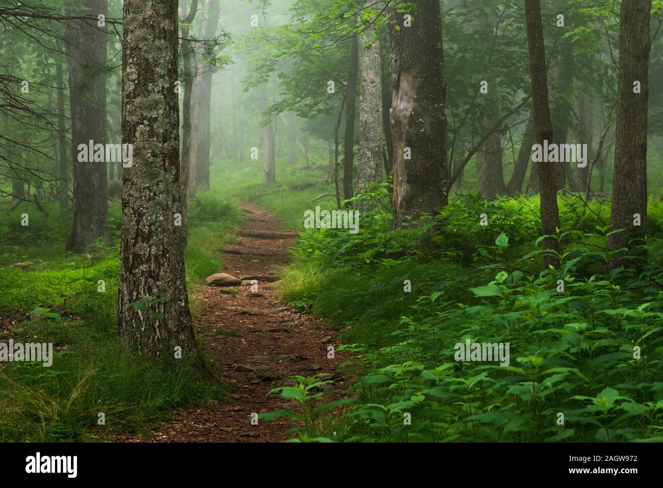El Appalachian Trail running a través de una sección del bosque verde con helechos, árboles y rocas en el Parque Nacional Shenandoah, Virginia Foto de stock