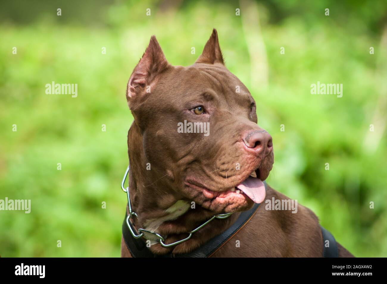 Retrato de una rednose recortado American Bully dog Foto de stock