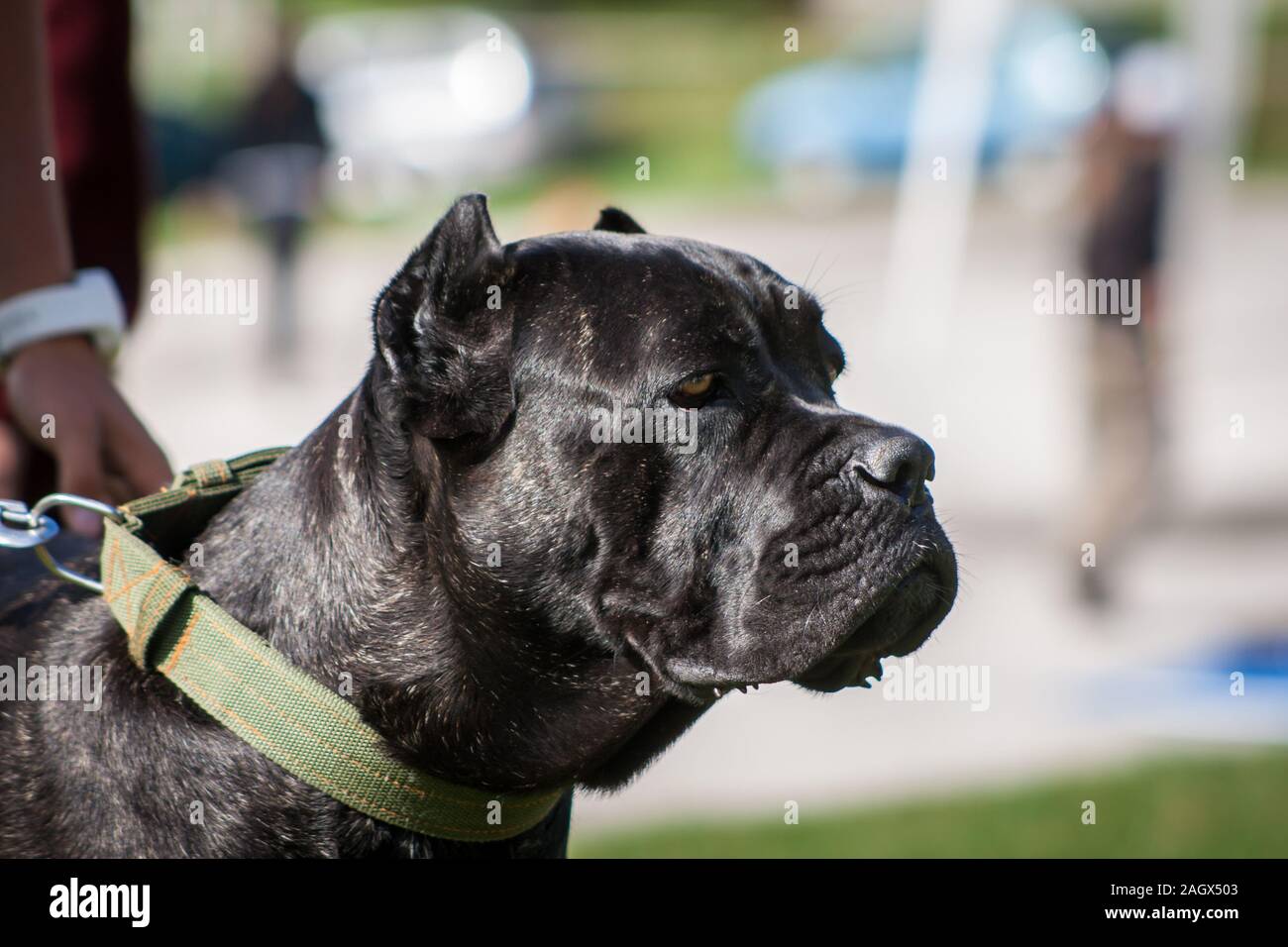 Retrato de un negro atigrado Cane Corso Italiano con orejas recortadas Foto de stock