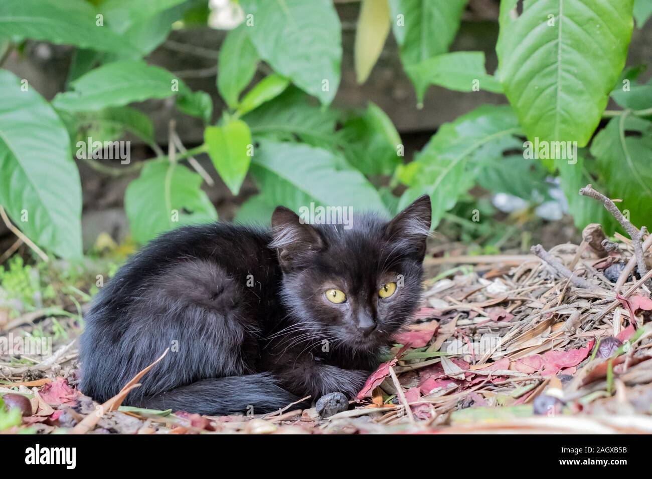 Gatito negro sin hogar acostado en el suelo en el parque en otoño sobre las hojas Foto de stock