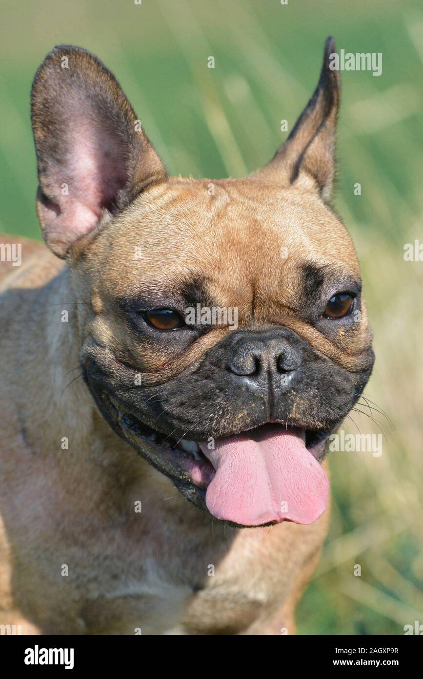 Perro de cabeza grande fotografías e imágenes de alta resolución - Alamy