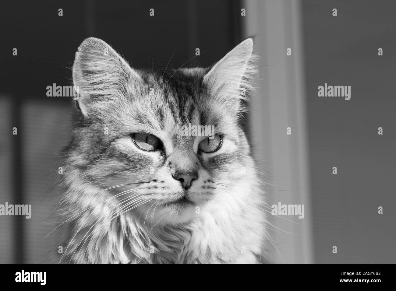 Adorable pelo largo gato de raza en Siberia relajarse al aire libre, de pura raza animal hipoalergénico Foto de stock