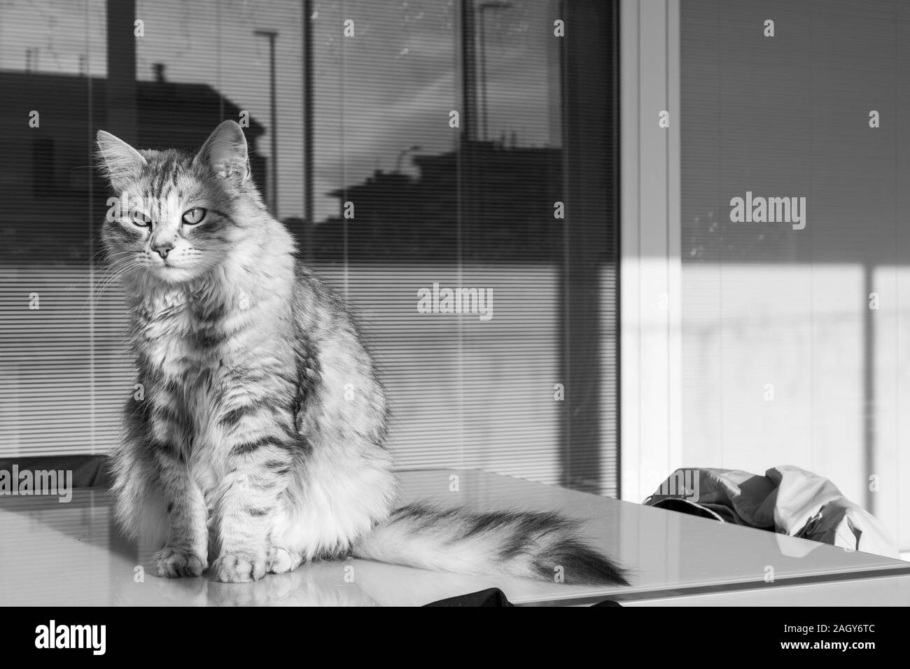 Adorable pelo largo gato de raza en Siberia relajarse al aire libre, de pura raza animal hipoalergénico Foto de stock