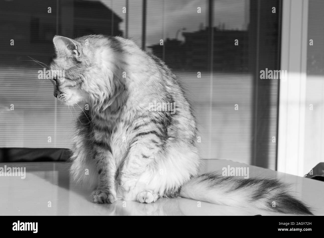 Adorable pelo largo gato de raza en Siberia relajarse al aire libre, de pura raza animal hipoalergénico Foto de stock