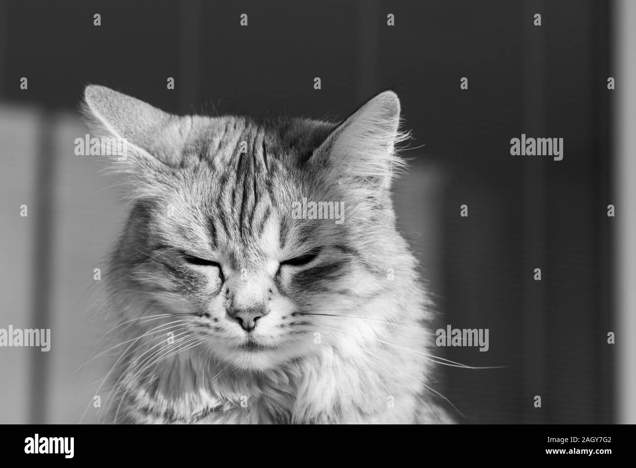 Adorable pelo largo gato de raza en Siberia relajarse al aire libre, de pura raza animal hipoalergénico Foto de stock