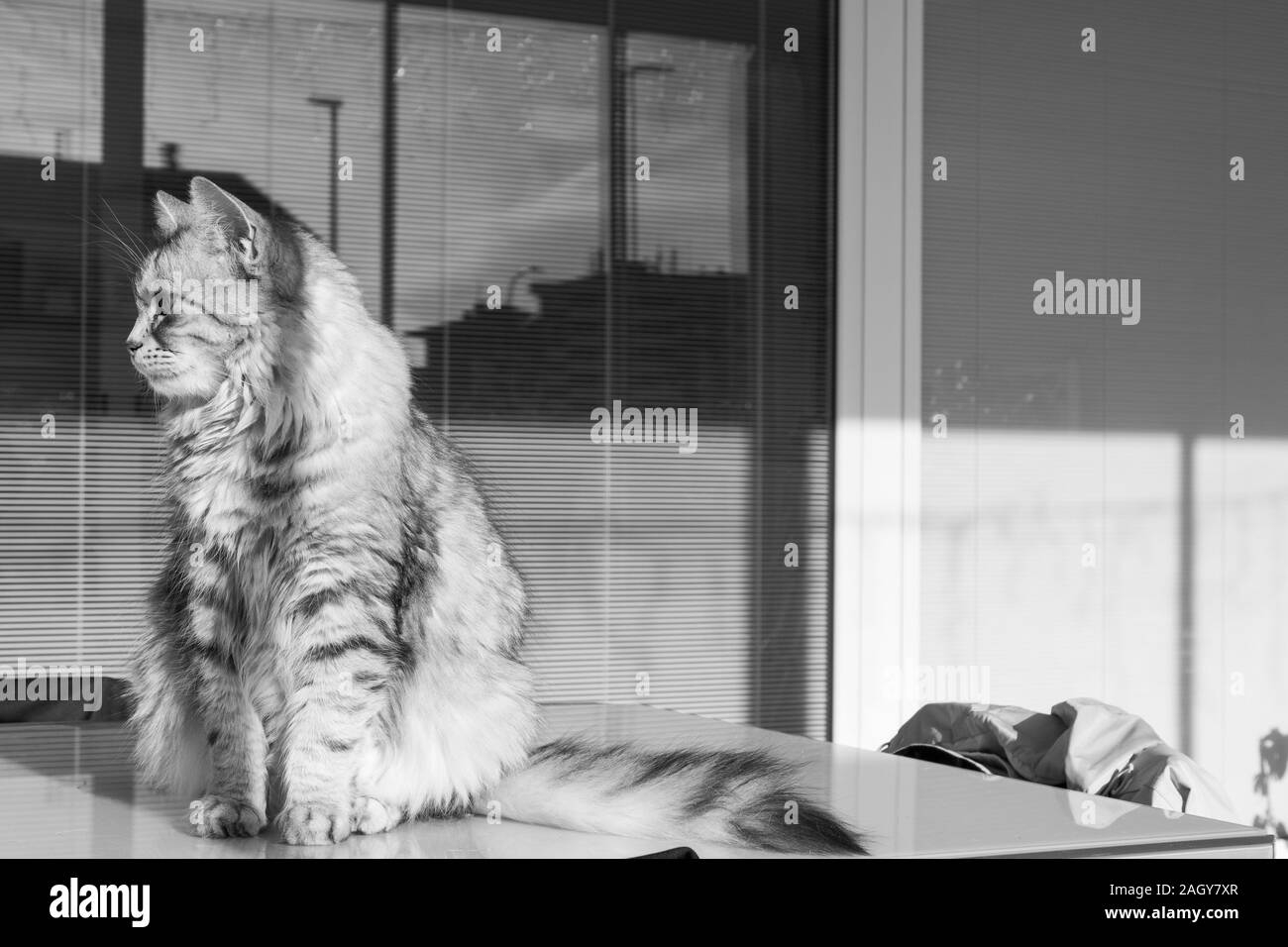 Adorable pelo largo gato de raza en Siberia relajarse al aire libre, de pura raza animal hipoalergénico Foto de stock