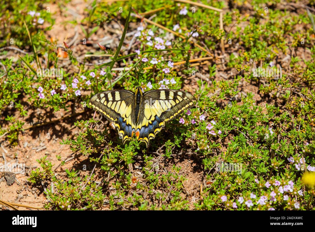 Especie Papilio machaon butterfly disfrutando del sol en la tierra en Albarracín en la España oriental Foto de stock