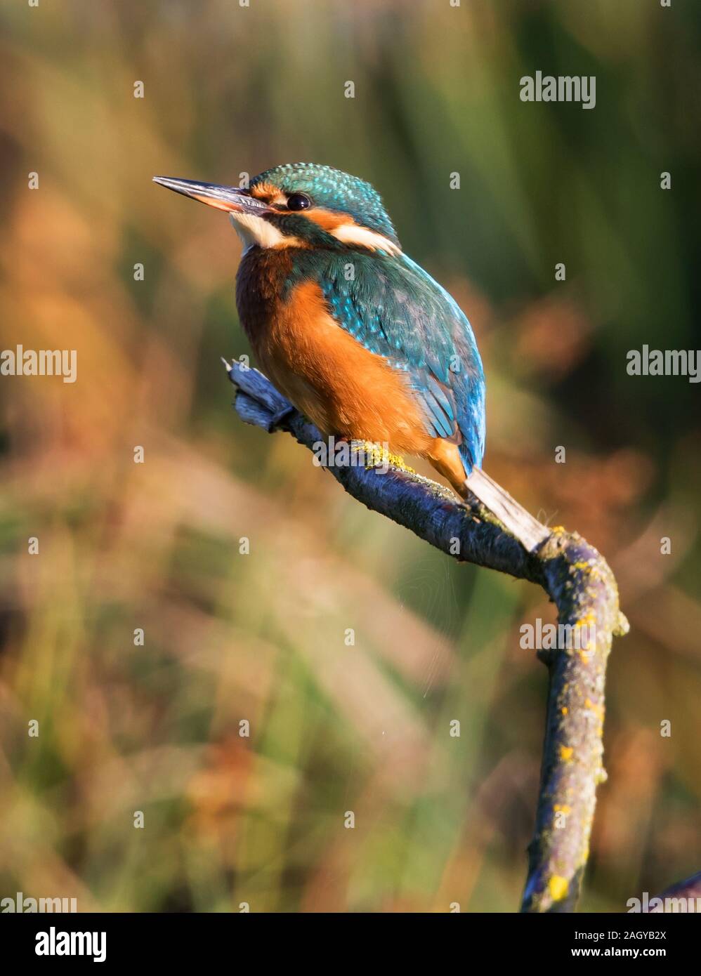 Kingfisher sobre una rama femenina sobre la superficie del agua. Foto de stock