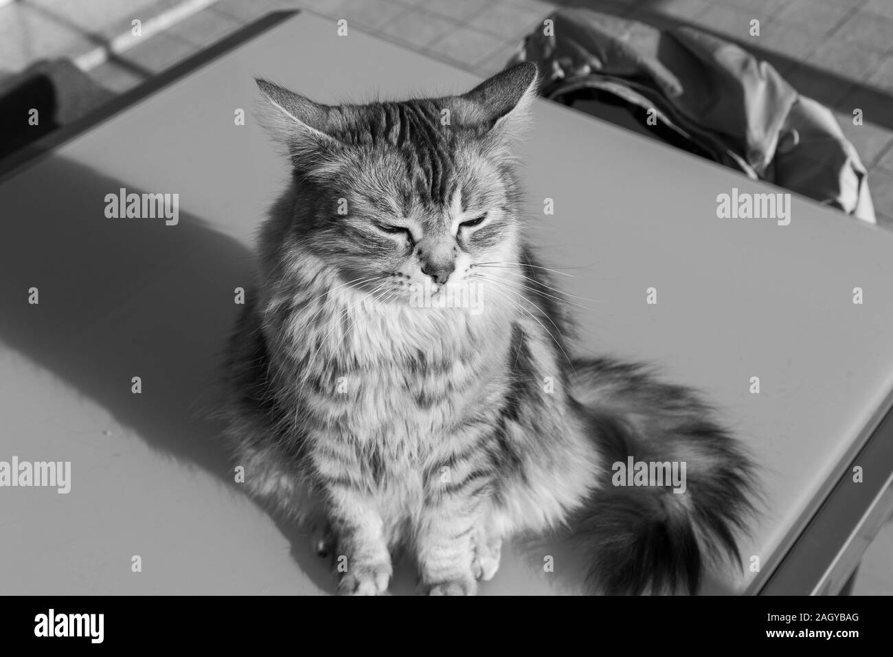 Adorable pelo largo gato de raza en Siberia relajarse al aire libre, de pura raza animal hipoalergénico Foto de stock