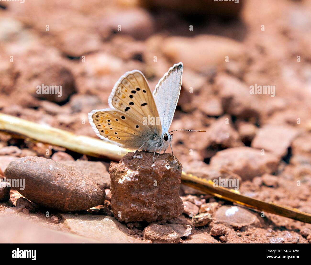 Madre de la mariposa Azul Perla Plebicula nivescens en el suelo en los Montes Universalales en Albarracin en España Oriental Foto de stock