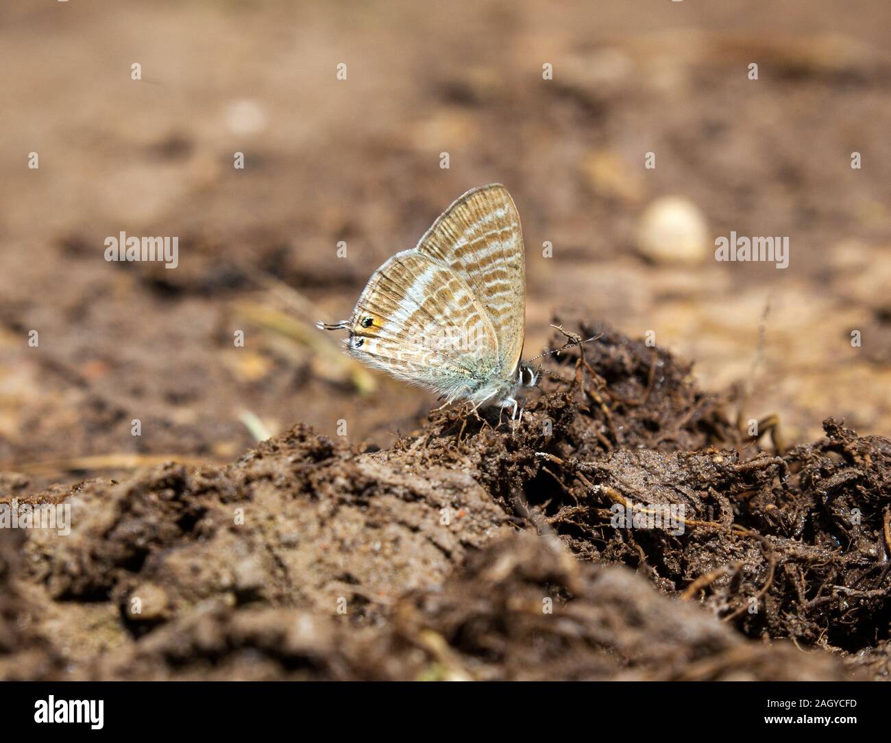 Larga cola mariposa azul Lampides boeticus sobre el terreno en los Montes Universales En Albarracín en la España oriental Foto de stock