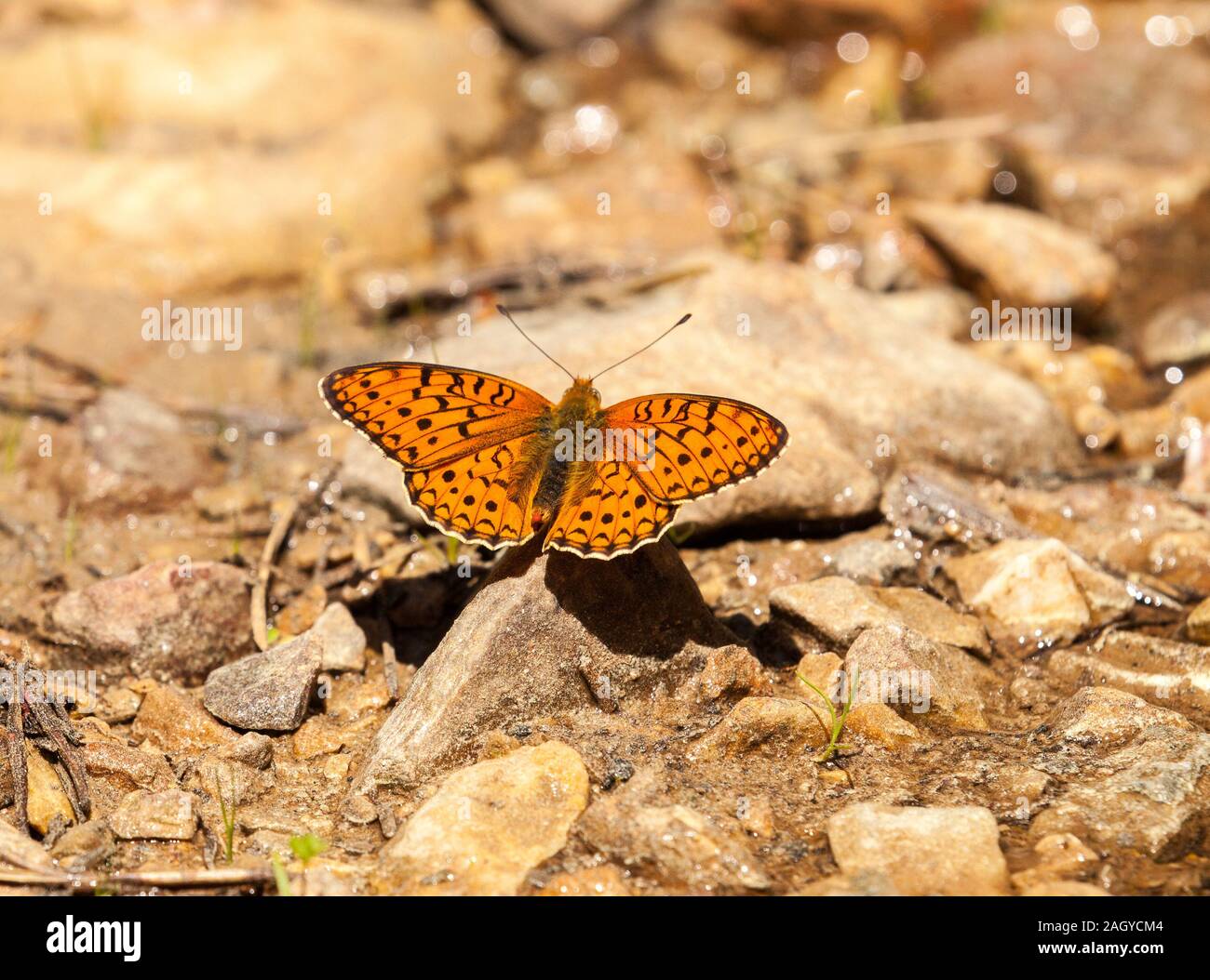 Niobeniobe Speyeria Argynnis niobeniobe mariposa en el campo español en los Montes Unerversales en Albarracín España oriental Foto de stock