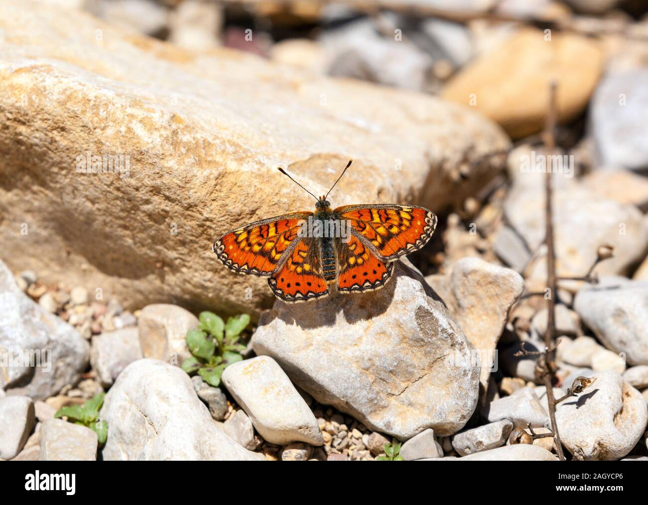Speyeria español Euphydryas desfontainii mariposas en el campo español en los Montes Universales en Albaracin en la España oriental Foto de stock