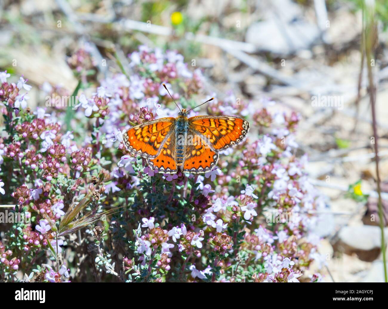Speyeria español Euphydryas desfontainii mariposas en el campo español en los Montes Universales en Albaracin en la España oriental Foto de stock