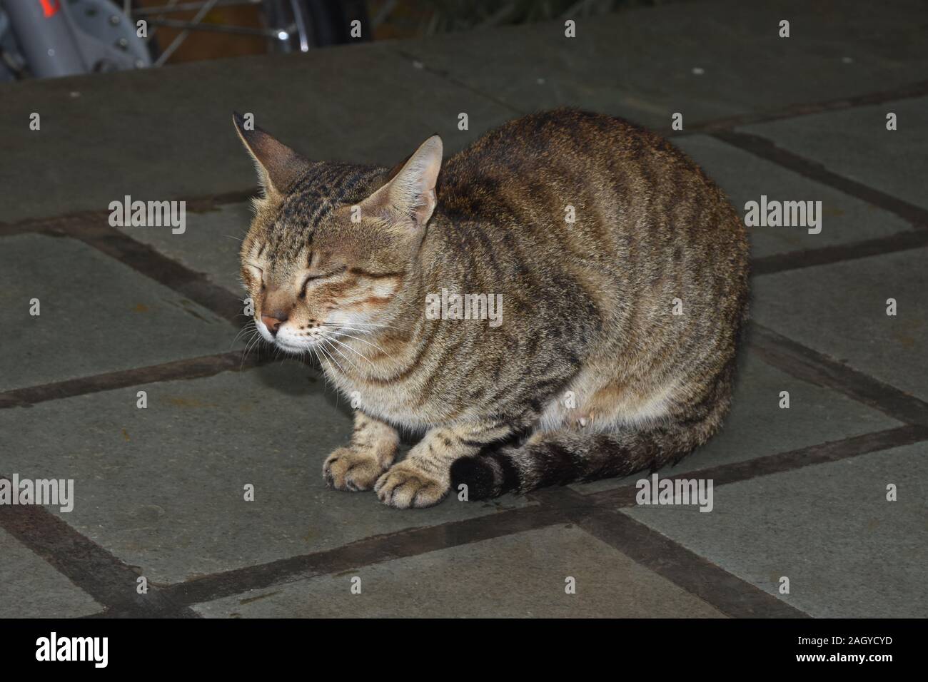 El gato durmiendo fuera en el patio Foto de stock