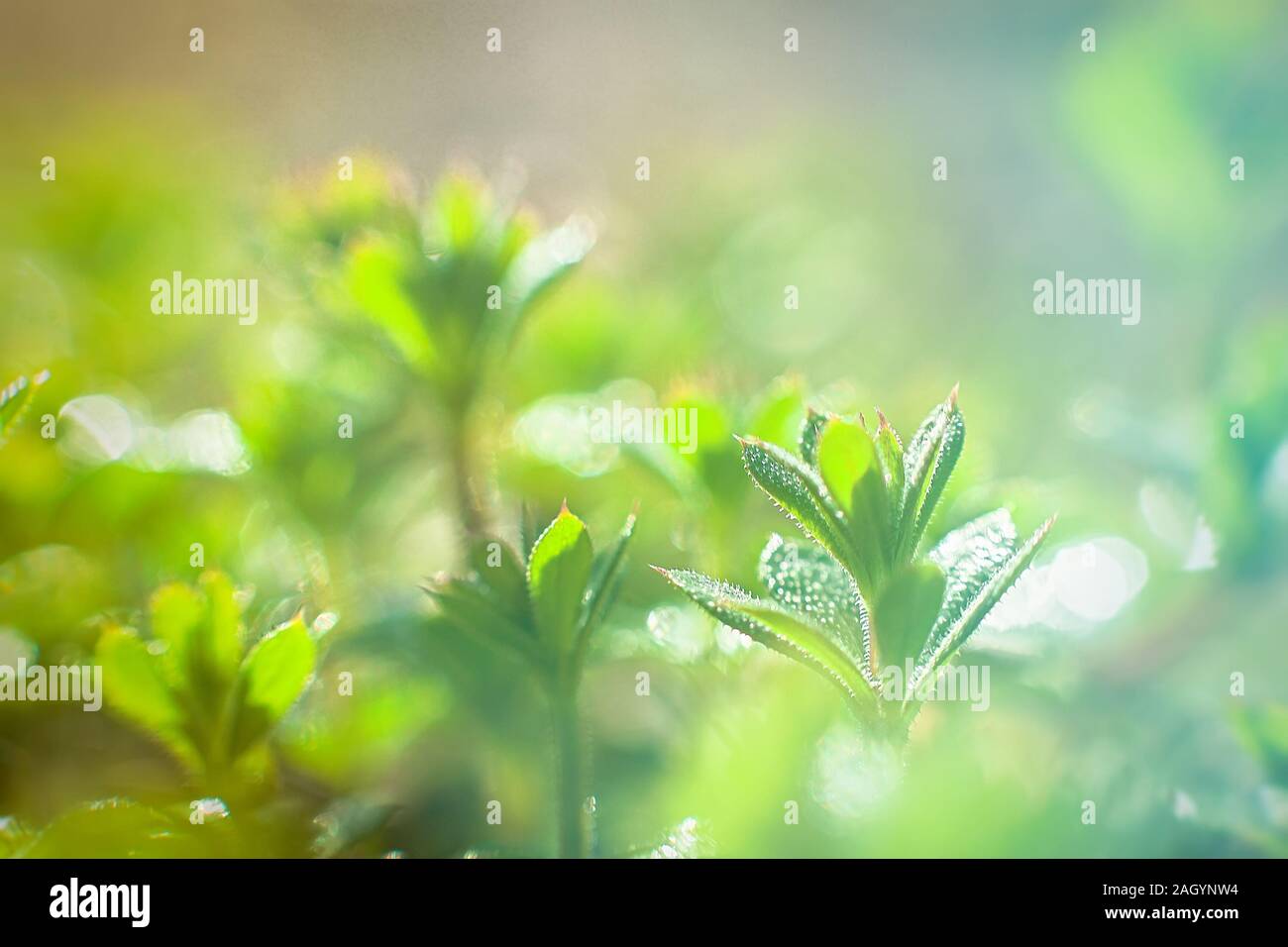 Galium aparine, clivers cleavers, Galium aparine Cleavers () su uso en
