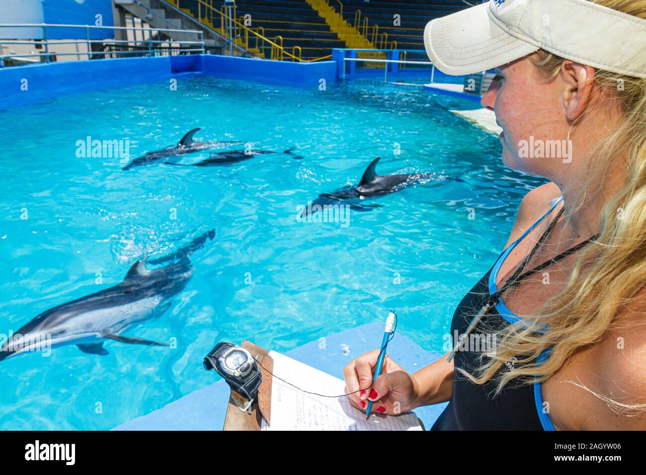 Miami Florida,Key Biscayne,Miami Seaquarium,delfín,cautivo,entrenadora,mujeres femeninas,observando el comportamiento,FL100515058 Foto de stock