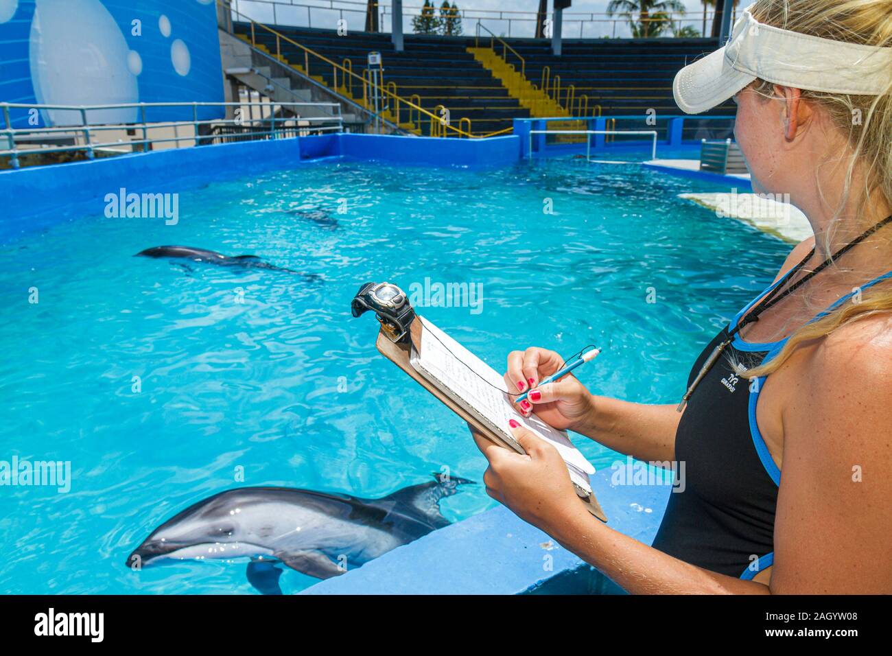 Miami Florida,Key Biscayne,Miami Sea Waterquarium,delfín,cautivo,amaestrador,adultos mujeres mujeres mujeres mujeres mujeres, observando el comportamiento,visitantes viajan traves Foto de stock