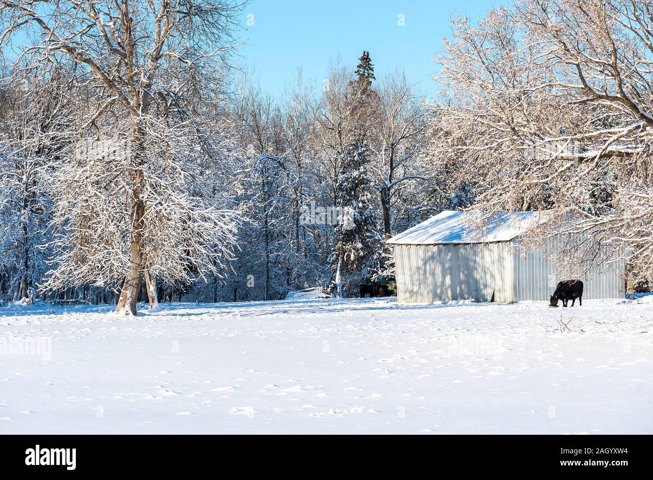 Black Cow se alimenta en la nieve cubrió la tranquilidad Foto de stock
