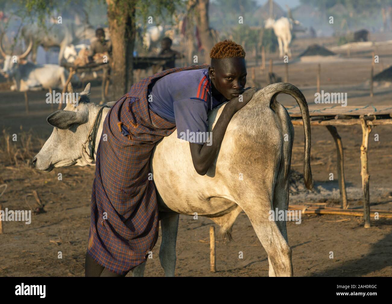 Tribu Mundari hombre recostado en la parte de atrás de su vaca, Ecuatoria central Terekeka, Sudán del Sur Foto de stock
