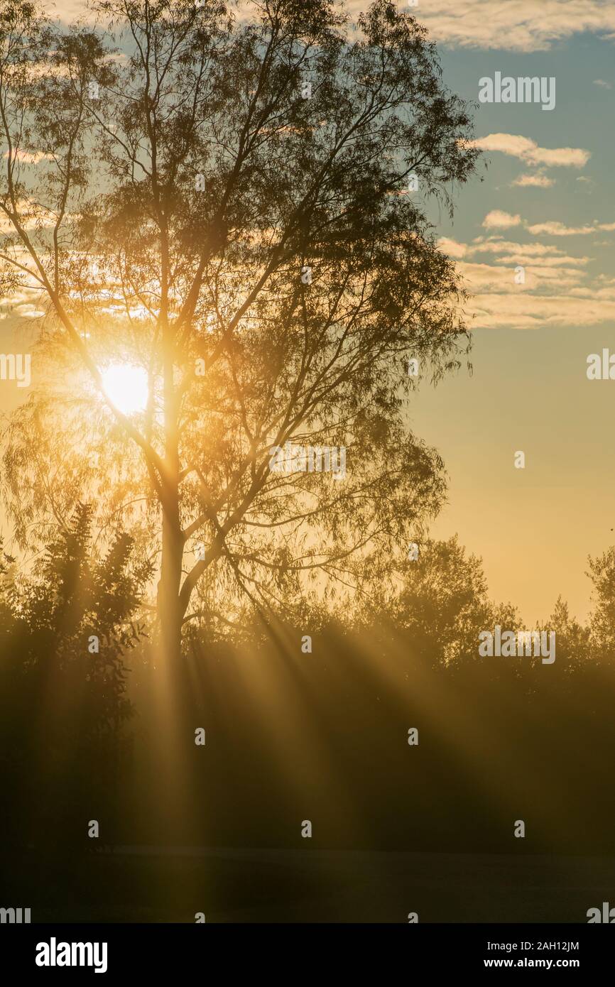 Los reflejos del sol entre los árboles Fotografía de stock - Alamy