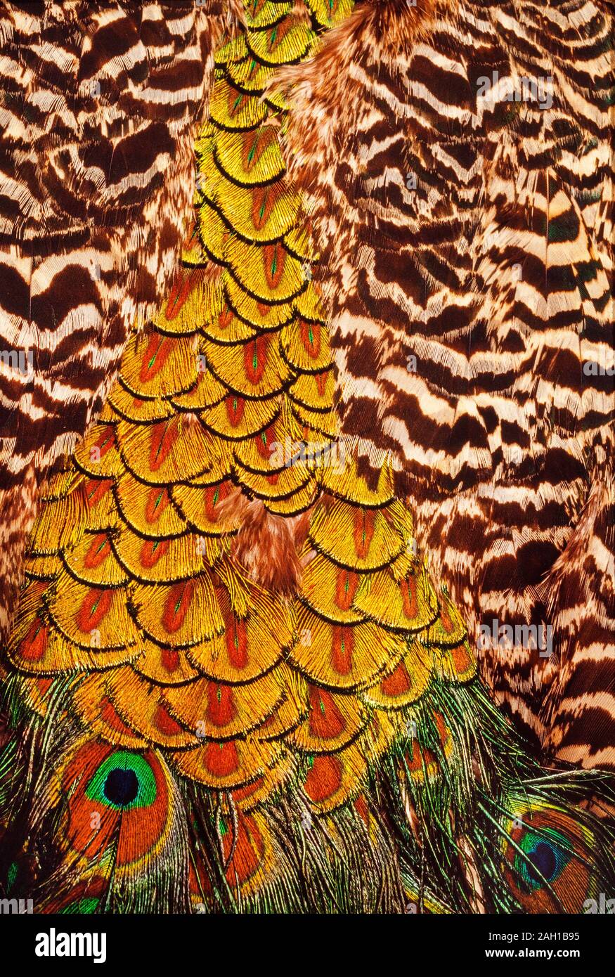 India, macho, Peacock feather Pavocristiatus detalle con 'ojo' spots Foto de stock