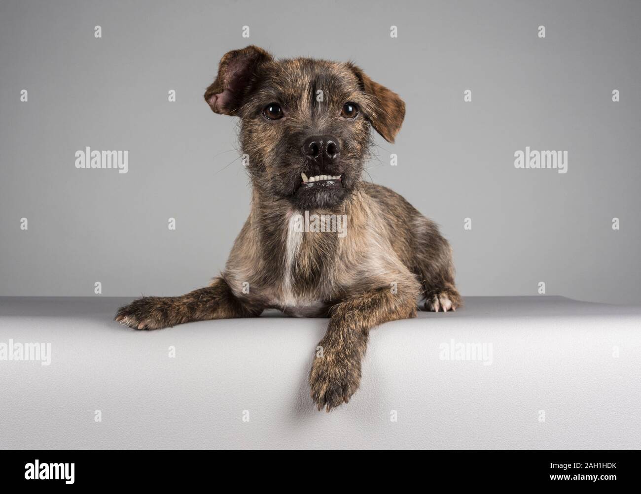 Cruz De Yorkshire Terrier Fotos E Imagenes De Stock Alamy Cruz De Yorkshire Terrier Fotos E Imagenes De Stock Alamy