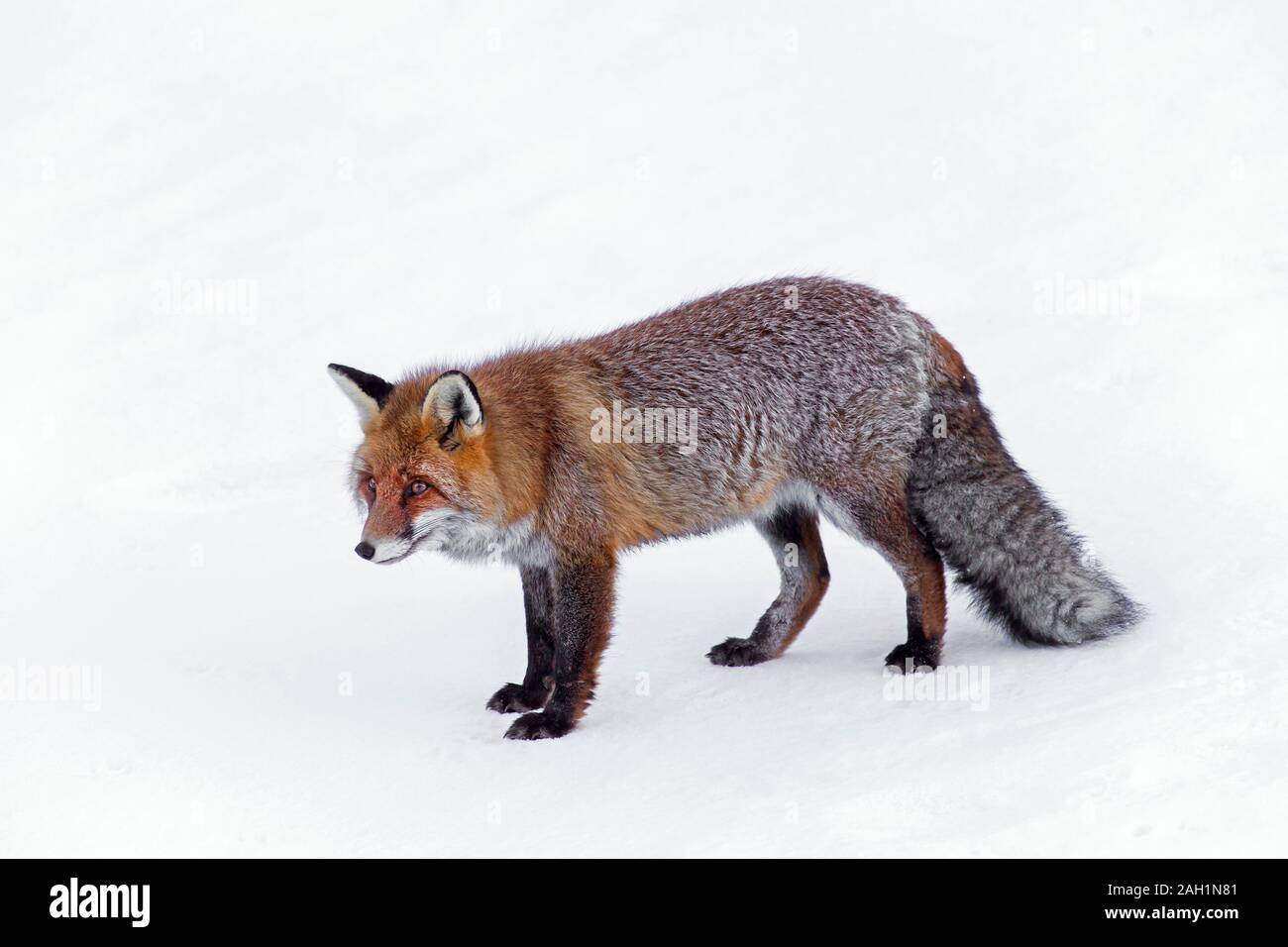 Zorro En Su Abrigo De Invierno Fotos e Imágenes de stock - Página 6 - Alamy